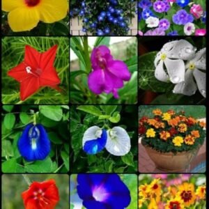 %e0%a7%a7%e0%a7%a8-%e0%a6%aa%e0%a7%8d%e0%a6%b0%e0%a6%95%e0%a6%be%e0%a6%b0-%e0%a6%b9%e0%a6%be%e0%a6%87%e0%a6%ac%e0%a7%8d%e0%a6%b0%e0%a6%bf%e0%a6%a1-%e0%a6%ab%e0%a7%81%e0%a6%b2%e0%a7%87%e0%a6%b0