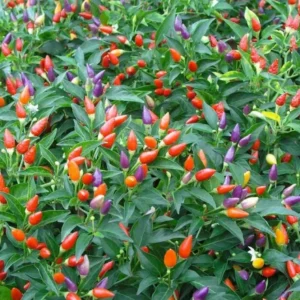 ornamental-chili-seeds