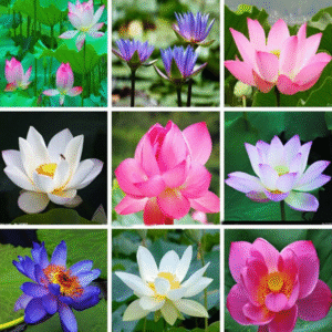 %e0%a6%9a%e0%a6%be%e0%a6%af%e0%a6%bc%e0%a6%a8%e0%a6%be-a-%e0%a6%97%e0%a7%8d%e0%a6%b0%e0%a7%87%e0%a6%a1%e0%a7%87%e0%a6%b0-%e0%a6%aa%e0%a6%a6%e0%a7%8d%e0%a6%ae-%e0%a6%ab%e0%a7%81%e0%a6%b2%e0%a7%87